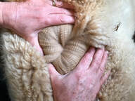 Alpaca Fleece Close-up, White