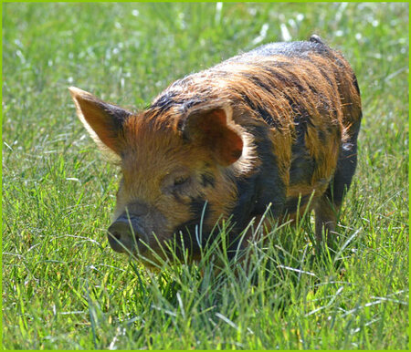 Pig on a Pennsylvania Farm