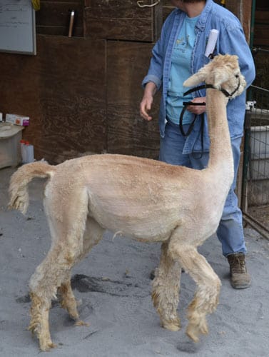 A freshly shorn alpaca